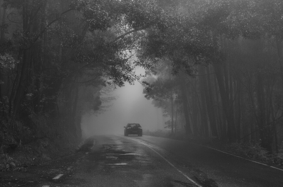 Car Passing on Road Between Trees